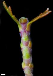 Veronica trifida. Portion of stem, showing indumentum and leaf bases. Scale = 1 mm.
 Image: P.J. Garnock-Jones © Te Papa CC-BY-NC 3.0 NZ